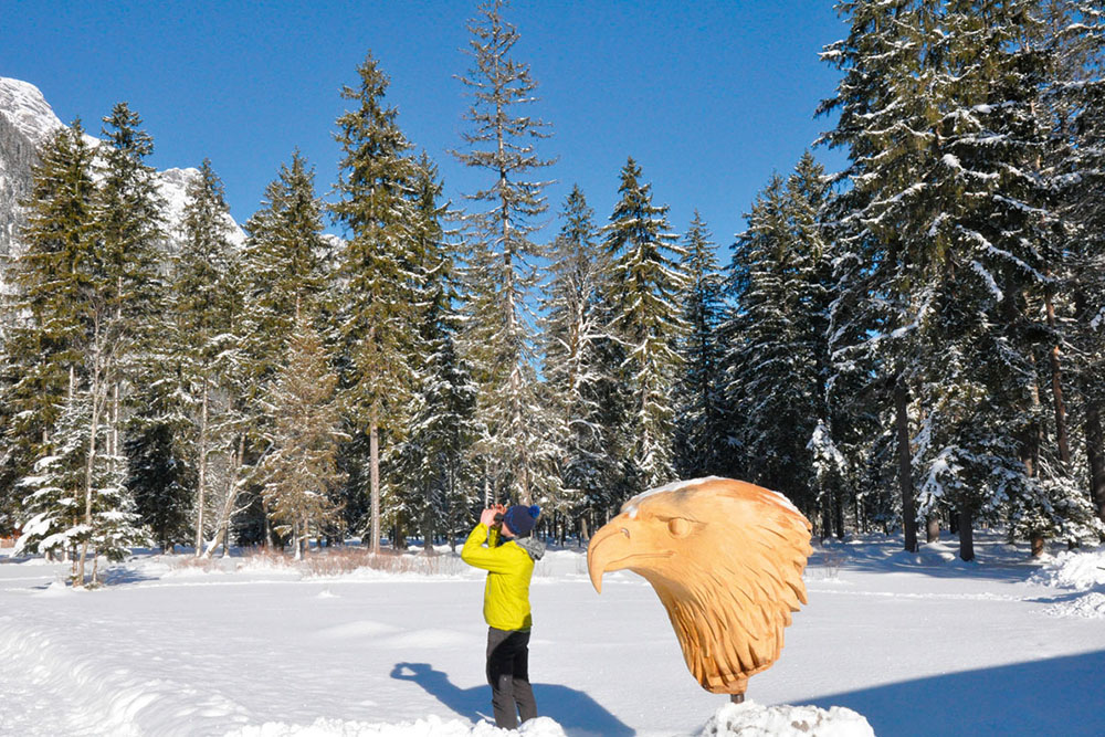 Steinadler und Bartgeier