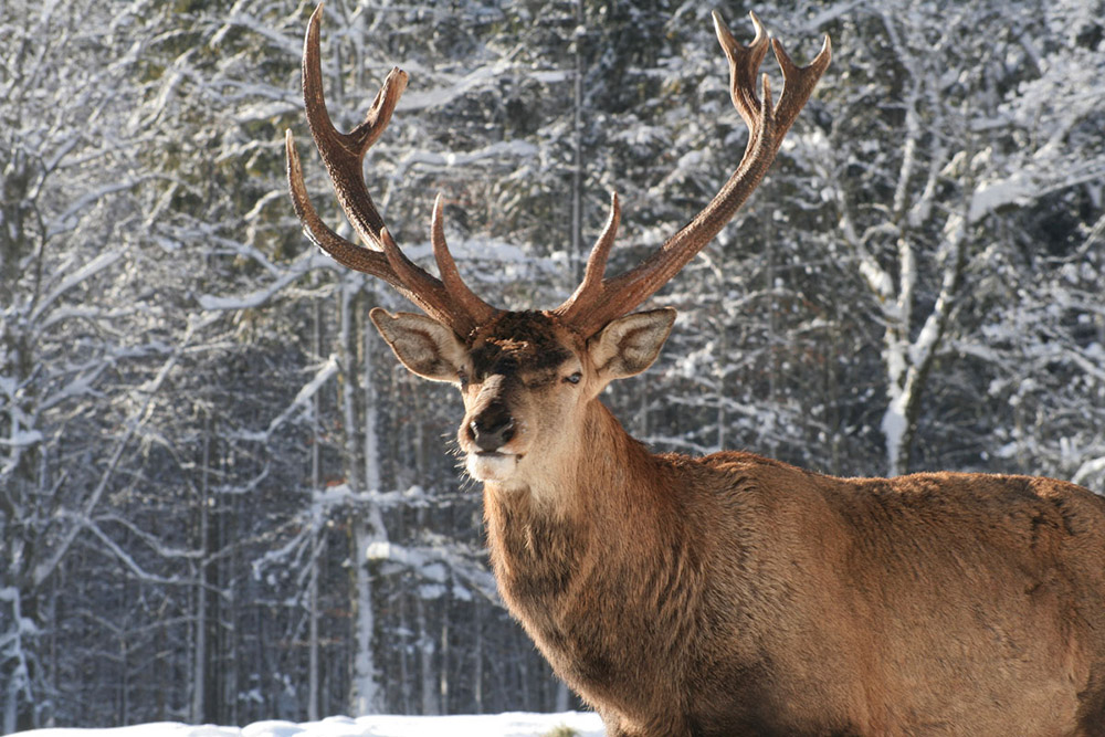 Red deer in winter