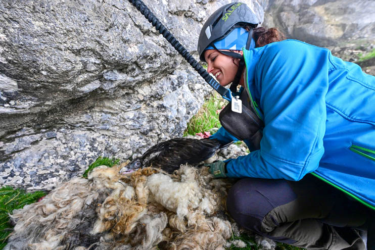 Magdalena Deelmann entlässt Nepomuk in die Freiheit - © Hansruedi Weyrich (weyrichfoto.ch)