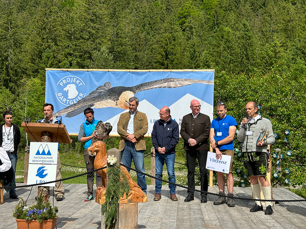 Die vierte Bartgeier-Auswilderung im Nationalpark Berchtesgaden mit viel Prominenz - © NPV BGD