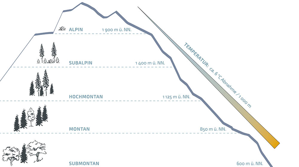 The characteristic forest communities of the different altitudinal levels show how interacting environmental conditions affect species communities, resulting in very different habitats. a) mixed beech forest of the submontane level, b) mixed spruce-fir-beech forest of the montane level, c) high montane spruce forest, d) larch-mirch forest of the subalpine level, e) alpine mountain pine fields above the tree line.